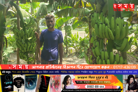 বগুড়ার শাজাহানপুরে কলার বাম্পার ফলন হলেও দুশ্চিন্তায়  চাষিরা